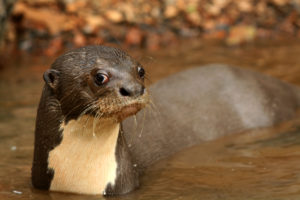Close up of a glaring giant river otter. The animal is brown with a large white chest blaze and water droplets hanging from their whiskers. They're chasing a boat through brown water with gravel shoreline visible behind.