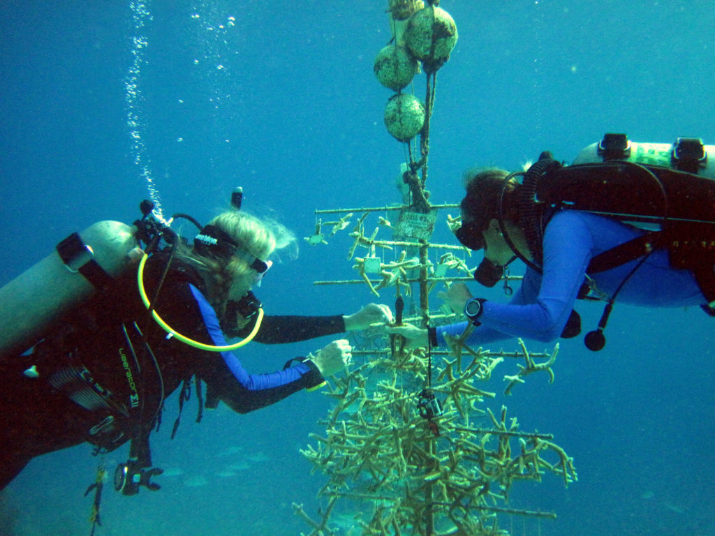 Two women divers hover in a cobalt sea around a PVC "tree" serving as a coral nursery..