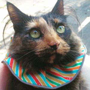 A pumpkin-and-charcoal, smudge-face, tortoiseshell cat with wacky ear tufts. She's wearing a BirdsbeSafe collar to hinder hunting and it looks like a ridiculous clown scrunchie on her breakaway collar, complete with reflective piping. She is not living for this accessory...